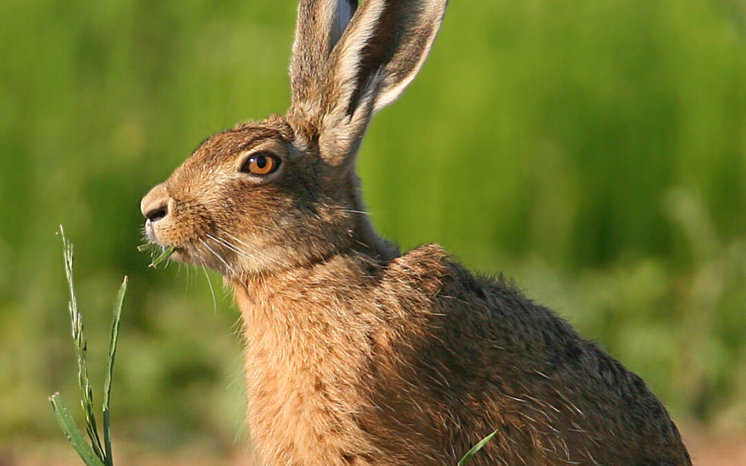 Brevet teckel sur lièvre à Ste Catherine