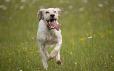 Brevet chien teckel sur voie du lièvre