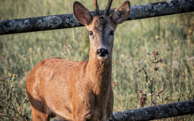 SEPTEMBRE 2025 – n°52